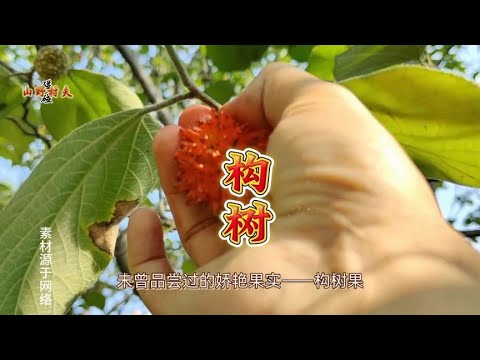 构树全身是宝:树皮叶种子各有奇效 - YouTube