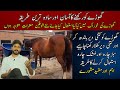 What we have to use in horse food || An easy and simple way to raise a horse || Best Feed for Horses