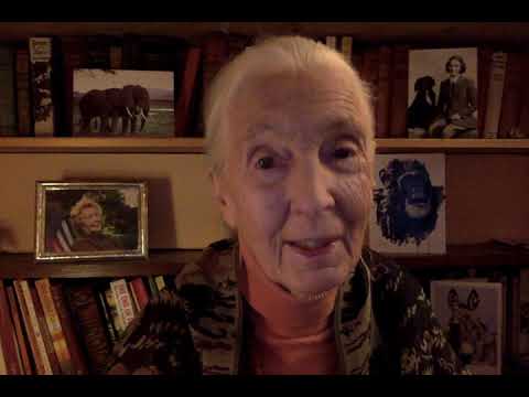 Jane Goodall wishes Fiona the hippo a happy 5th birthday.