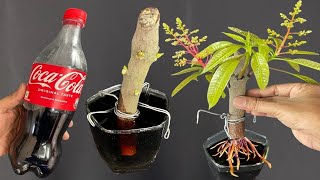 SPECIAL TECHNIQUE - 100% successful propagation of fruit-rich mango trees