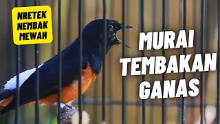 MURAI BATU GACOR FULL ISIAN TEMBAKAN KASAR MEWAH SANGAT AMPUH MELATIH MURAI BATU EMOSI BONGKAR ISIAN