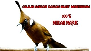suara masteran cililin mudah masuk || cocok untuk burung anda