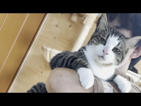 特殊な抱っこで何かを仕込まれてる猫【 #Shorts 】