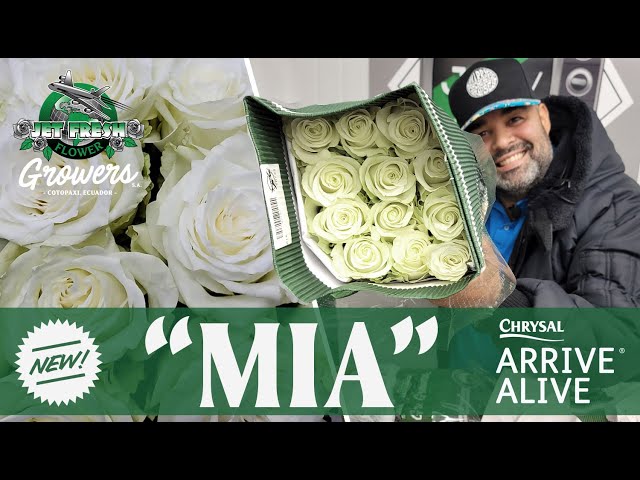 JFTV: Jet Fresh Flower Growers' New Rose Variety, 