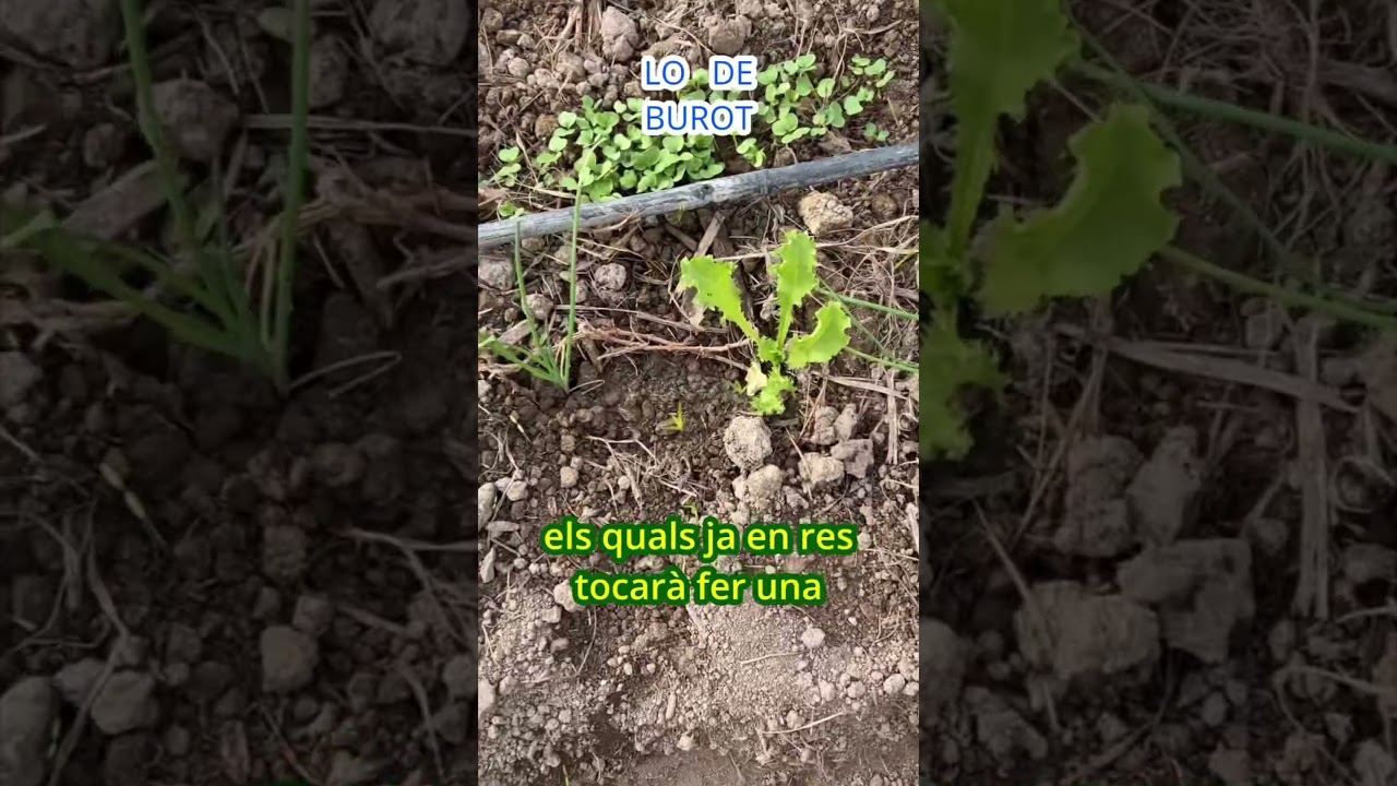 Horta a la agraria #burot #catalunya #jardin