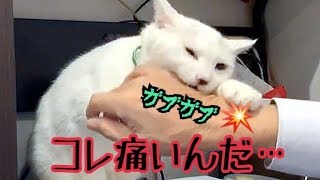 ハク…甘噛みはもう少し甘く噛むもんだよ？