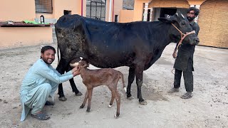 Vilayti Cross Cow Ne Dia Surprise | Cow Giving Borth