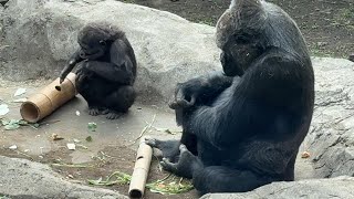 子ゴリラ スモモちゃん流かわいい♪ドラミング【‎2024年‎3月7日