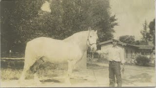 Working at W K Kellogg Arabian Horse Ranch, 1944-46 | Pomona, California | Documentary