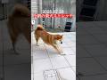 熱中症に気をつけて #dog #柴犬 #わんこ #shibainu #stretch #doggie #yoga #routines #ストレッチ #ヨガ #diet #healing #shiba