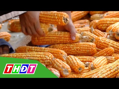 Video Đề xuất giảm thuế nhập khẩu bắp và lúa mì | THDT - youtube