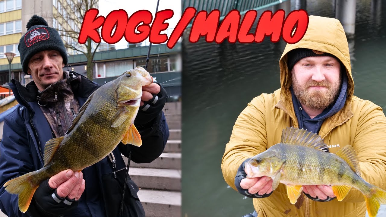 KOGE/MALMO asari dublis Nr2