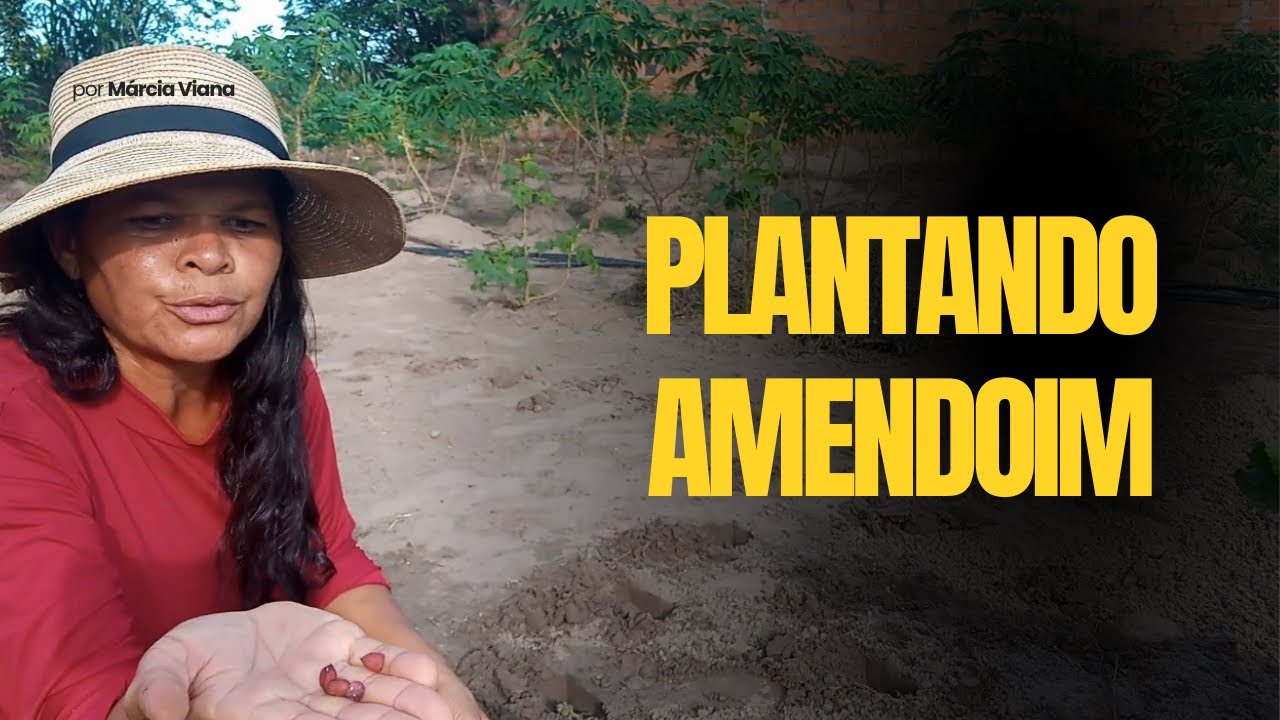 Plantando Amendoim 