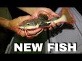 New REDTAIL CATFISH IN POND! (AROWANA Feeding)