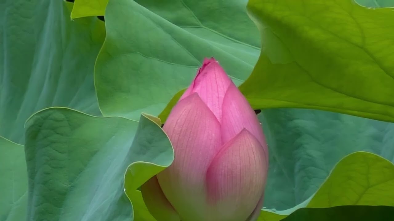 積極的な無知が投影する錯覚