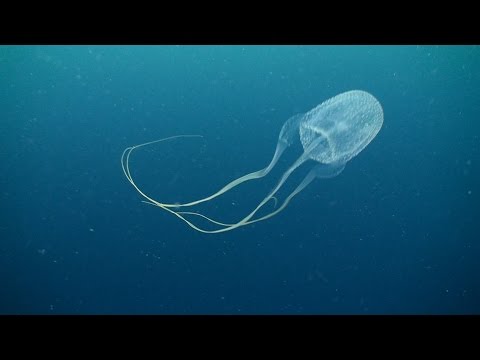 Video: Jellyfish Kubwa Zaidi