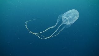 Box jellyfish (class Cubozoa) 03 November 2014  Sail Rock Underwater video