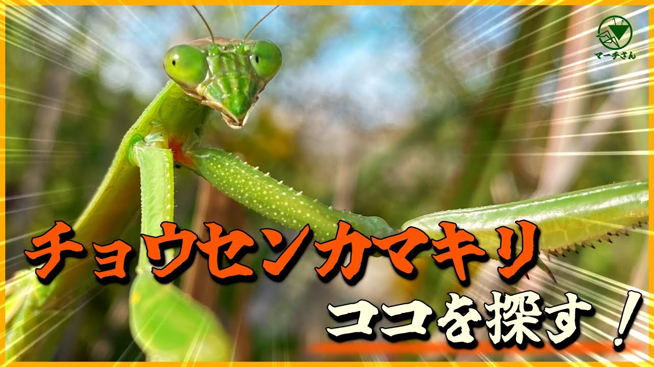 カマキリ採集 チョウセンカマキリの見つけ方 採集のポイントを解説 Youtube