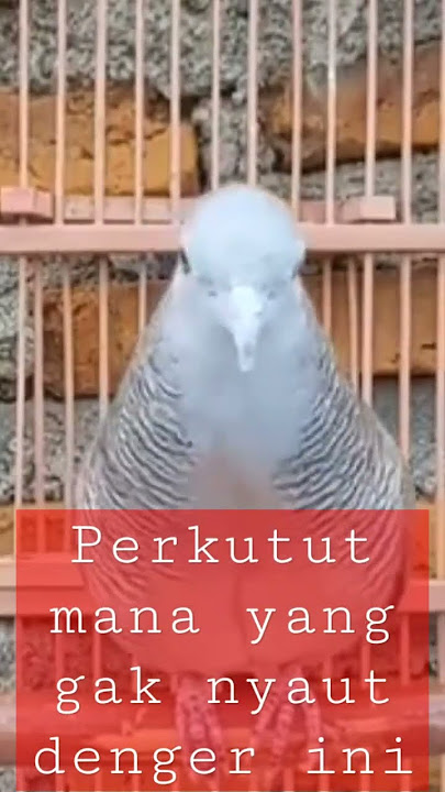 perkutut betina, pancingan agar perkutut jantan bunyi
