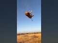 Lion flew for 5 seconds! 😂 #lion #elephant