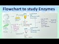 Flowchart to study enzymes