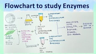 Flowchart to study enzymes
The video describes, step by step process to study enzymes. Flowchart to study enzymes