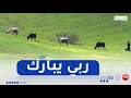 الشلف الأرض تزهر من جديد عودة كنوز الطبيعة مع موسم الأمطار