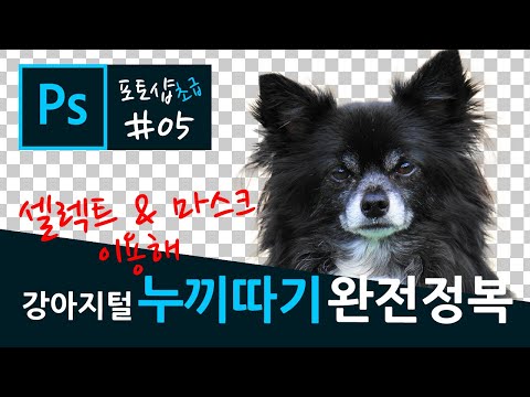 포토샵 기초 강좌 05 - 강아지 털 누끼따기 완전 정복(Select and Mask)