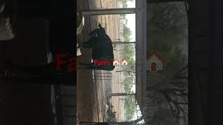 New farm 🚜🐄🌾🚜🐄🌾🚜🐄🌾🚜🐄🌾houes