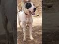 desi bully #pitbull #purequailty #1000subscriber