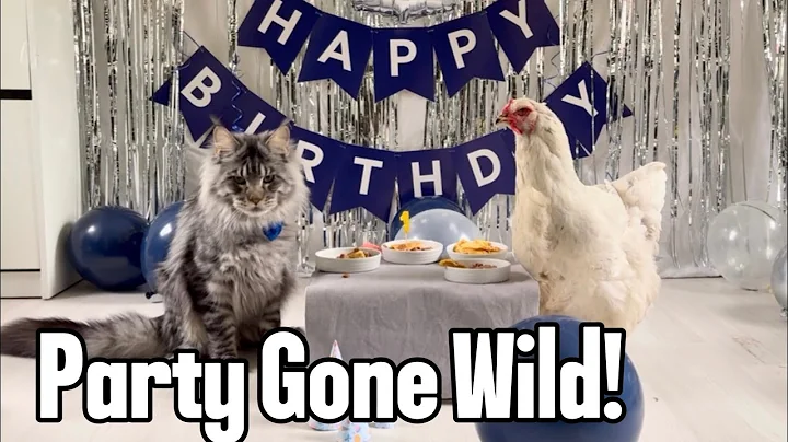 Video 9366581: mainecooncat mainecoons, mainecoon cutecat funnycats, maine coon