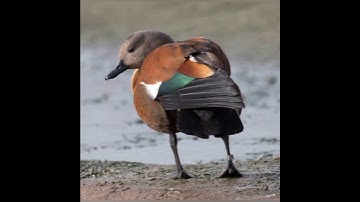 South African shelduck