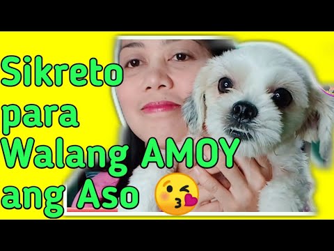 Sikreto Para Walang Amoy ang Aso/ Shih Tzu/ jenny apelo