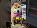 この子は、本当に癒してくれるわ。ありがとう。#柴犬 #柴犬のいる暮らし #柴犬ライフ #dog #癒し #しばいぬ #cute #shibainu #心亜