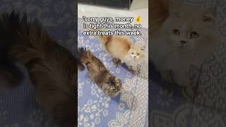 No treats this week....#cat #reels #viral #ytshorts #funny #trending #cute #pets