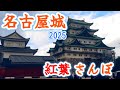 名古屋城の紅葉を散策しながら🍁本丸御殿に行ってみた【2025年紅葉見頃】