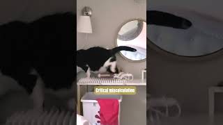 POV: My Cat’s Wet Food Scam Stopped Working 😼 #cats