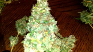 Homemade growbox harvest Diablo og woodland og got that stank stank Diablo og smells like stinky feet woodland og smells like fruity pebbles juicy fruit