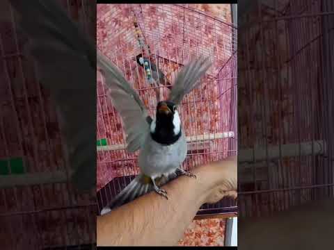 قبضة العندليب الحلق الذهبي بلبل الصحراء بلبل طیور کش حالات واتس