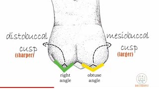 Permanent Maxillary 1st molar  Part 1