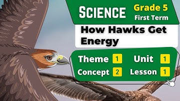 How Hawks Get Energy | Grade 5 | Unit 1 - Concept 2 - Lesson 1 | Science