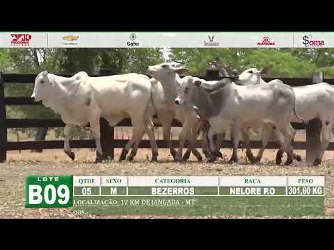 LOTE B09