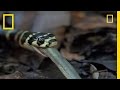 King Cobra vs. Olive Water Snake | National Geographic