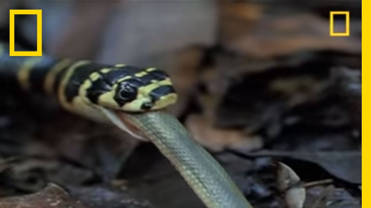 King Cobra Vs Olive Water Snake National Geographic Youtube