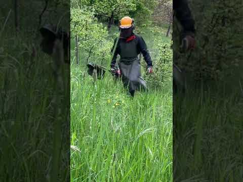 Видео: В тревистите растения става гутацията?