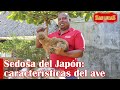 Sedosa del Japón | La gallina más amigable para mascota | Granja San Lucas