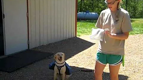 Diabetic Scent Dogs By: Angela Pettit   VID00652.mp4
