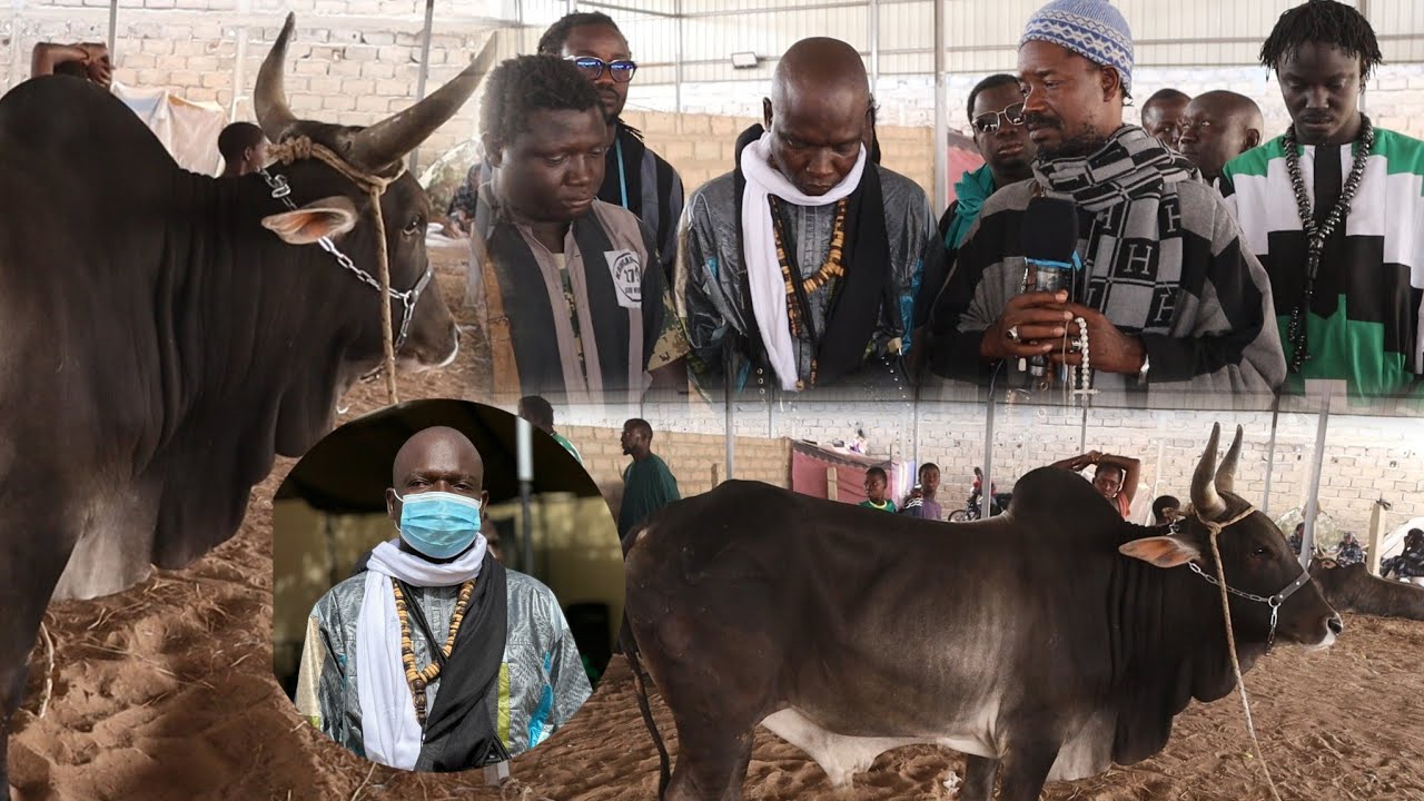 Ndogou Baye Fall Déballé Adiya Mouhamadou Fall Chez Khalif General Des Baye Fall 