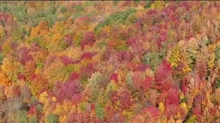 BYU study aims to use dead trees as fuel screenshot 3