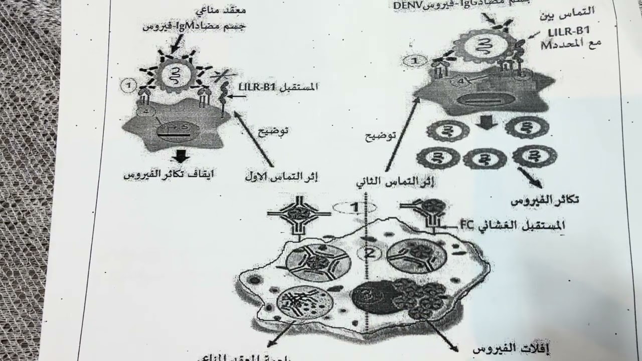 تمرين مناعة بكالوريا فيروس DENV علوم الطبيعة والحياة 